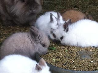 Baby Lionhead Rabbits For Sale | BunnyLuv Rabbitry